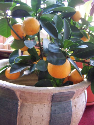 Calamondin
