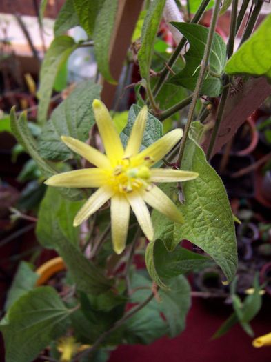 Citrina