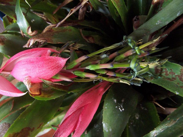 Bergenia