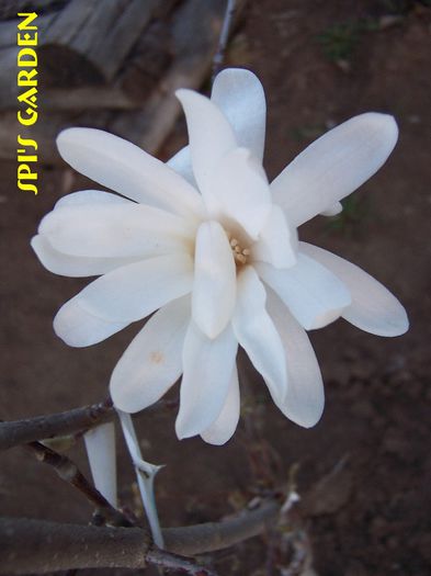 Stelata
