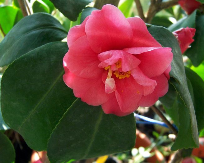 Camelia