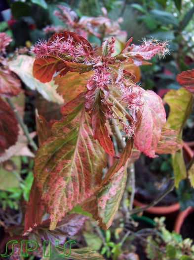 Acalypha