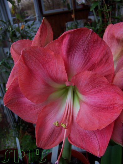 Amaryllis