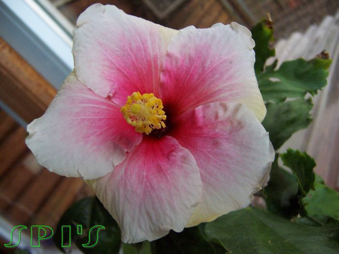 Hibiscus Bali