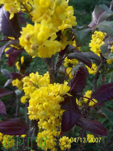 Mahonia