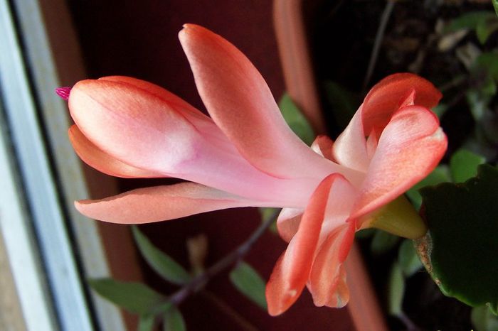 Rhipsalidopsis