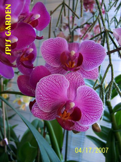 Phalenopsis