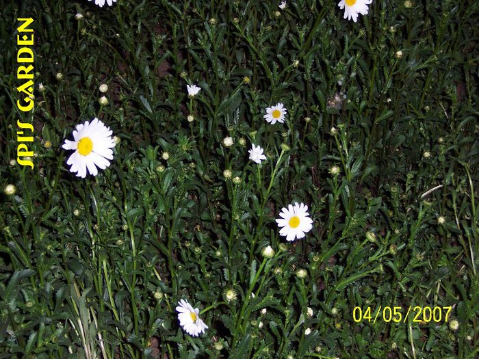 Incepe nebunia
