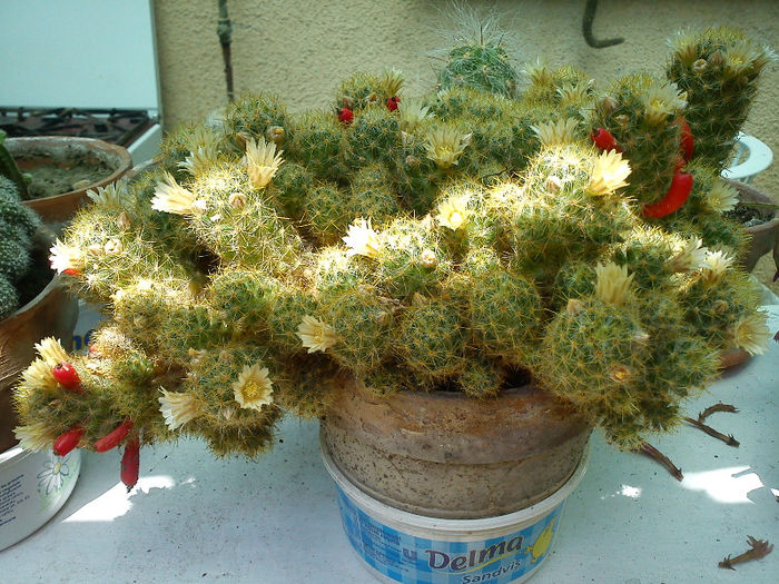 2012.06.15 - Mammillaria prolifera v texana