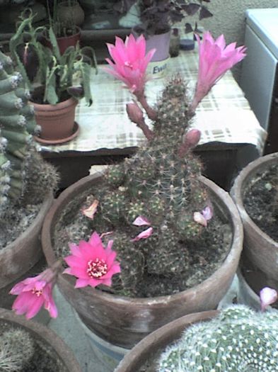 DSC00146 - 6 CACTUSII mei