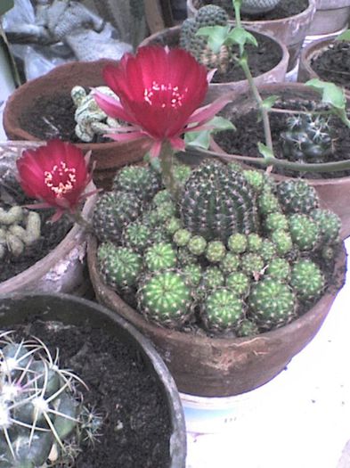 DSC00147 - 6 CACTUSII mei