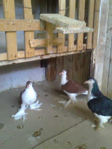 Picture 038