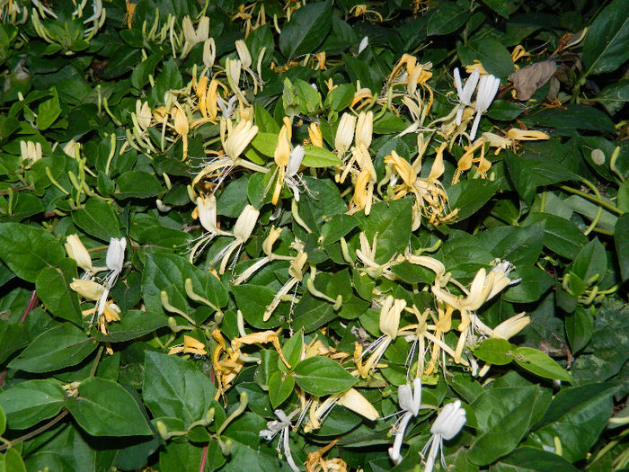 DSCN2979 - LONICERA