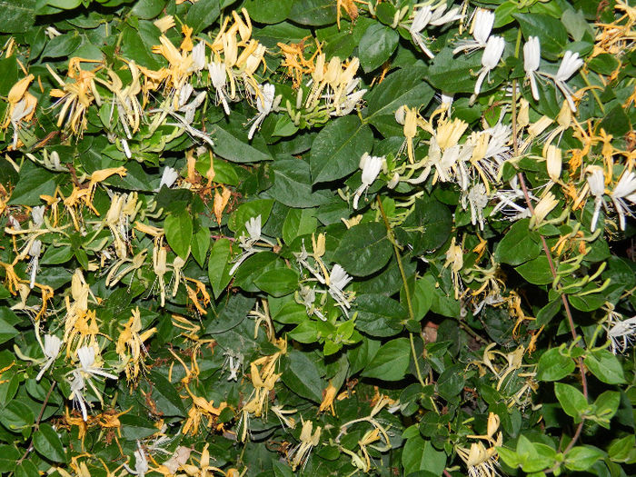 DSCN2986 - LONICERA