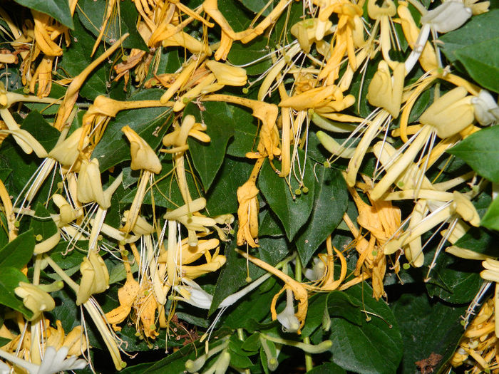 DSCN2992 - LONICERA