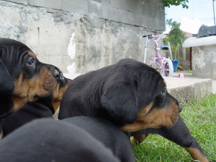 poze catei 2012 019 - pui copoi 2013  luna mai