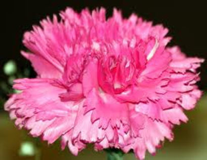 images - Garoafe roz