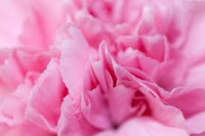 image - Garoafe roz