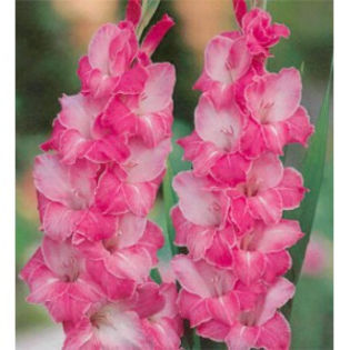 gladiole-invitation-roz-bombon - Roz bombon