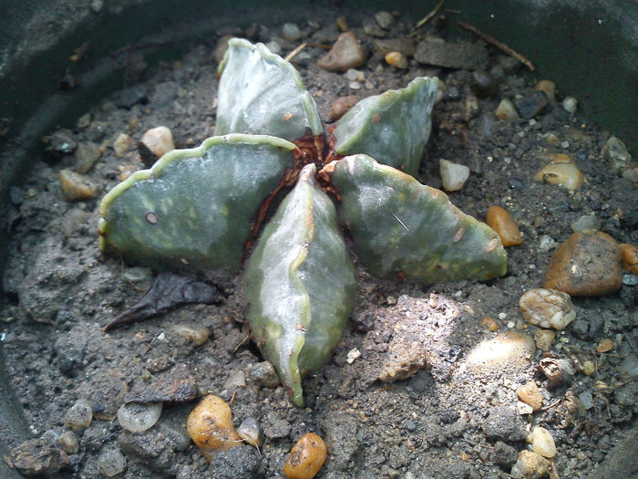 v. nudum 2013.05.04 - Astrophytum myriostigma