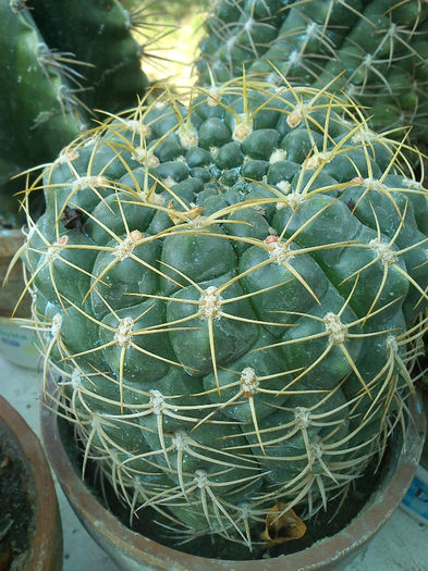 2013.05.04 - Gymnocalycium capillaense