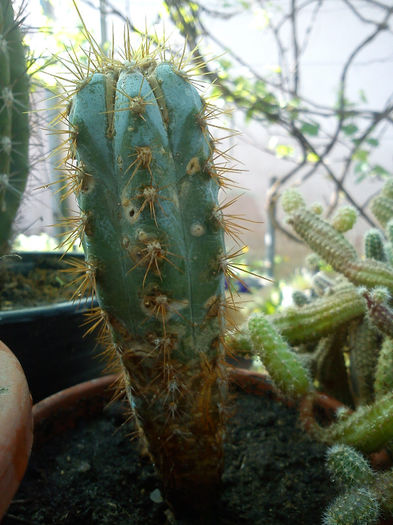 2013.05.04 - Pilosocereus pachycladus