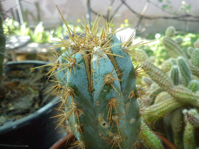 2013.05.04 - Pilosocereus pachycladus