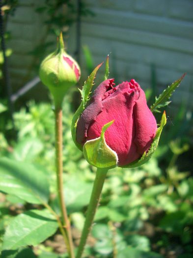 Falstaff • AUSverse (Shrub. English Rose Collection) - trandafiri 2013 - part II