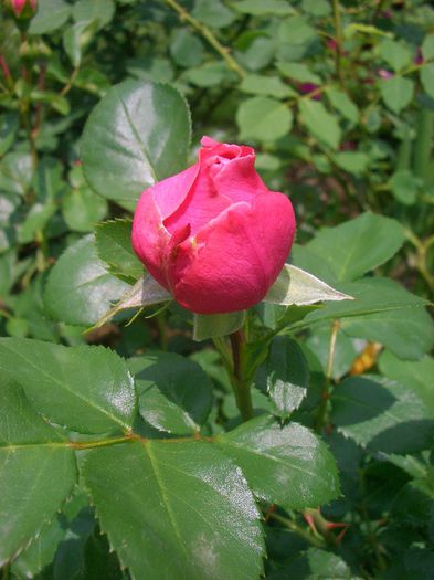 Leonardo de Vinci • MEIdeauri; Floribunda.  Romantica ™.
Bred by Alain Meilland (France, before 1993).
