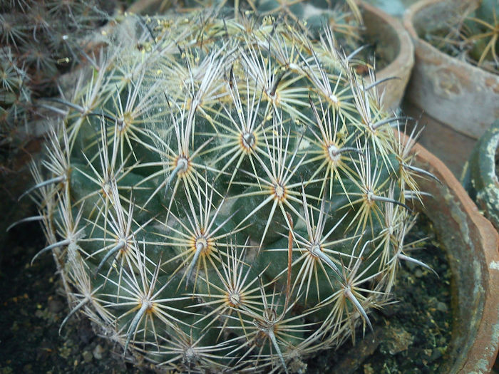 2012.04.25 - Coryphantha indensis