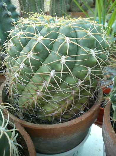 2012.04.25 - Gymnocalycium capillaense