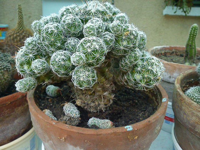 2012.04.25 - Mammillaria gracilis