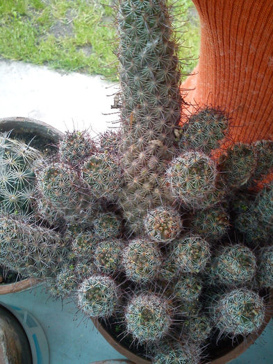 var sinalensis 2012.04.25 - Mammillaria mazatlanensis