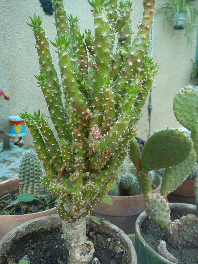 2012.04.25 - Austrocylindropuntia subulata