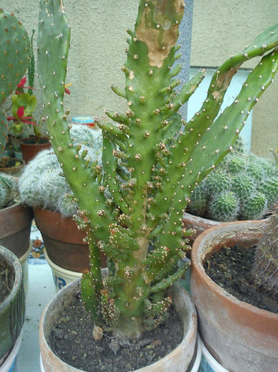 2012.04.25 - Opuntia monacantha variegata