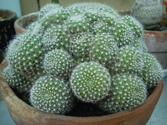 2012.04.25 - Rebutia fabrisii