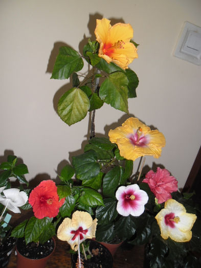 hibiscus grup