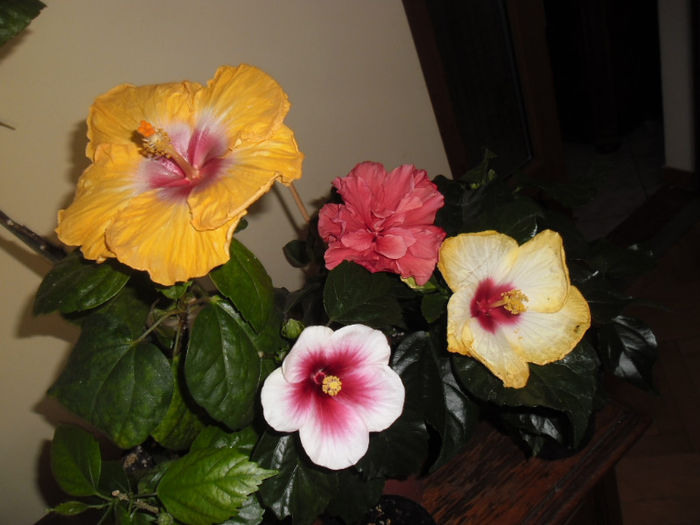 hibiscus grup