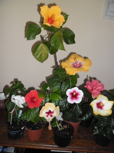 hibiscus grup