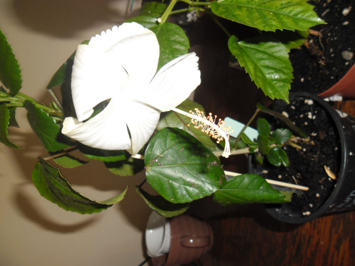 Dainty White