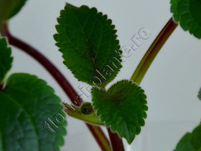 Sinningia Red Sleeve - GLOXINIA _ SINNINGIA__NEWS 2013