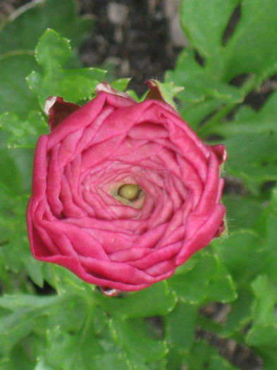 IMG_1964 - Ranunculus