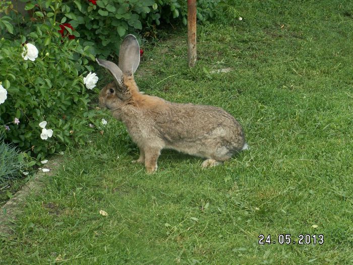 5 luni=5kg - iepuri 25-12-2012