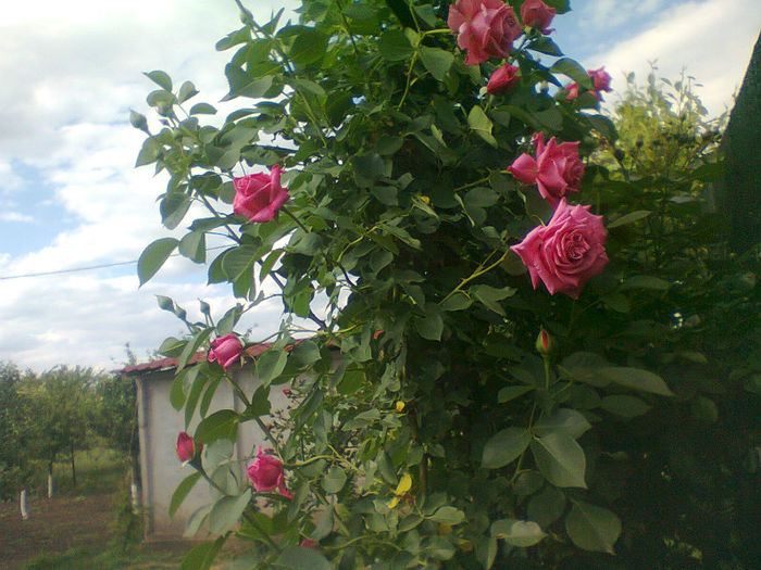 catarator floare mare roz; trandafir urcator
