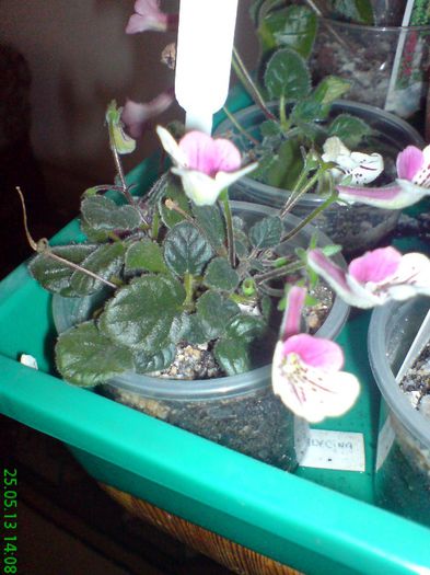 DSC07069