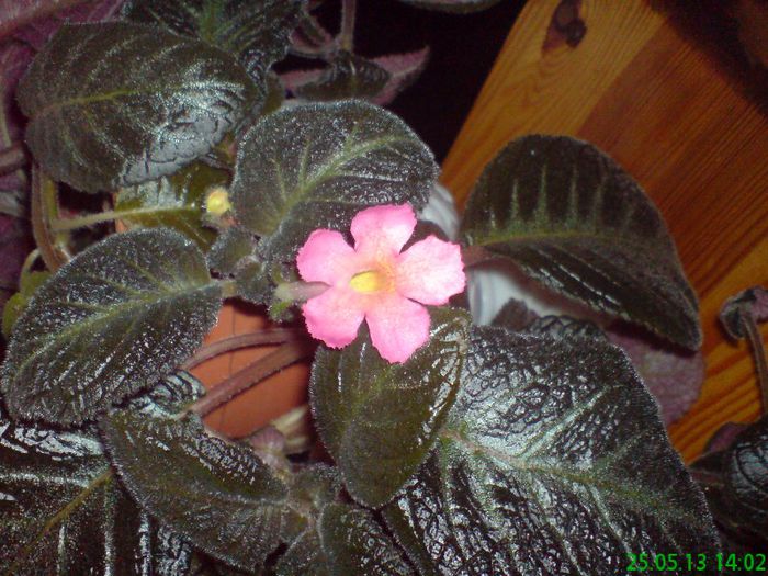 Pinkiscia - Episcia si altele