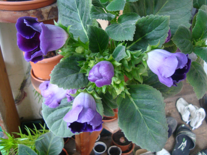 2.2 - Gloxinia