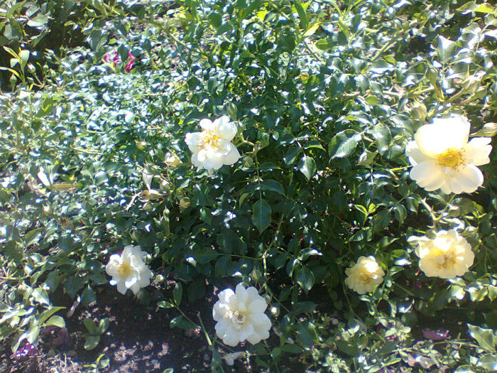 Sunny Rose - trandafiri acoperitori