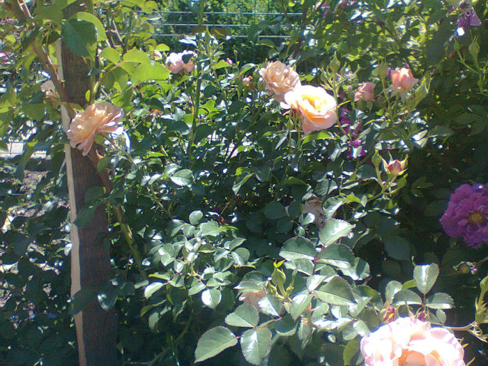 Cubana - trandafiri acoperitori