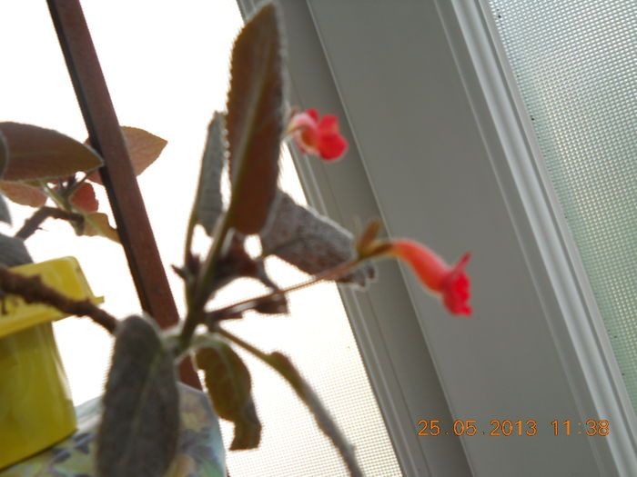 006 - EPISCIA 2013